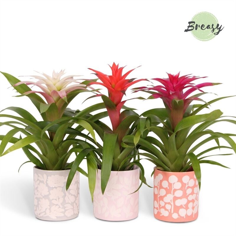 Guzmania Sevilla.  Box x5