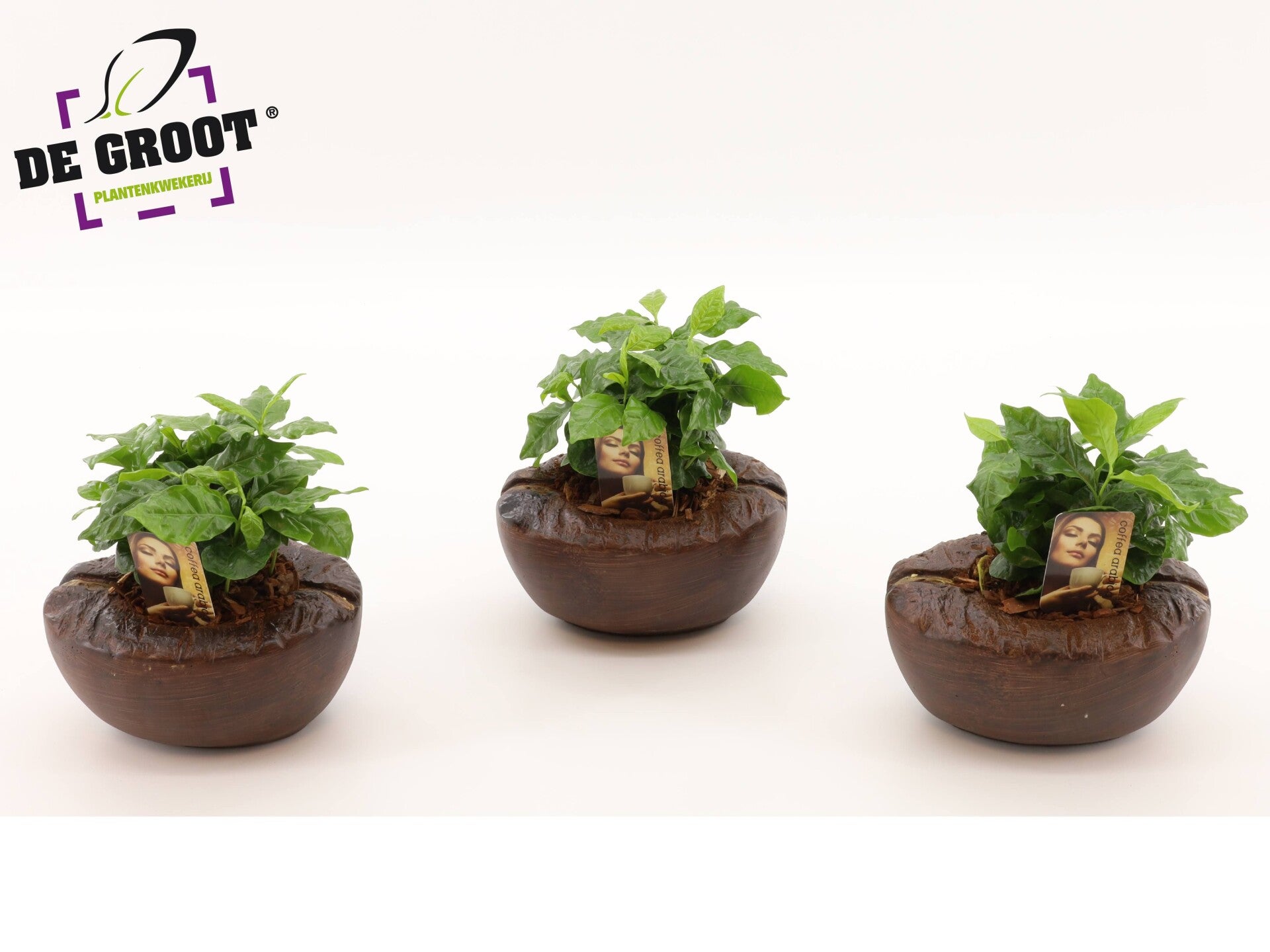 Coffea kofficement ø10.  Box x5