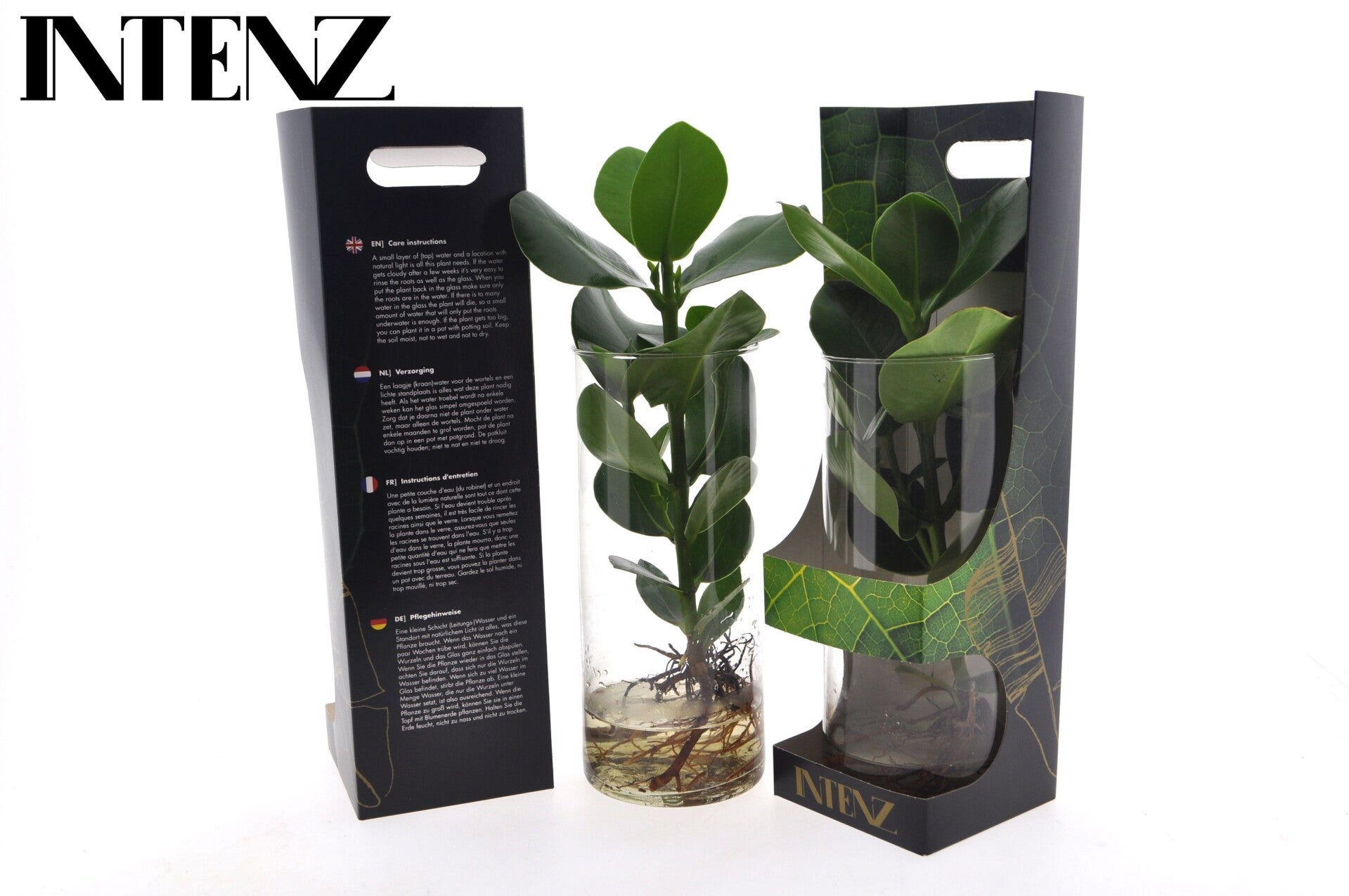 Clusia in cilindro ø12