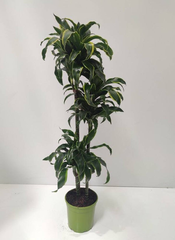 Dracaena Dorado 90/60/30 ø27