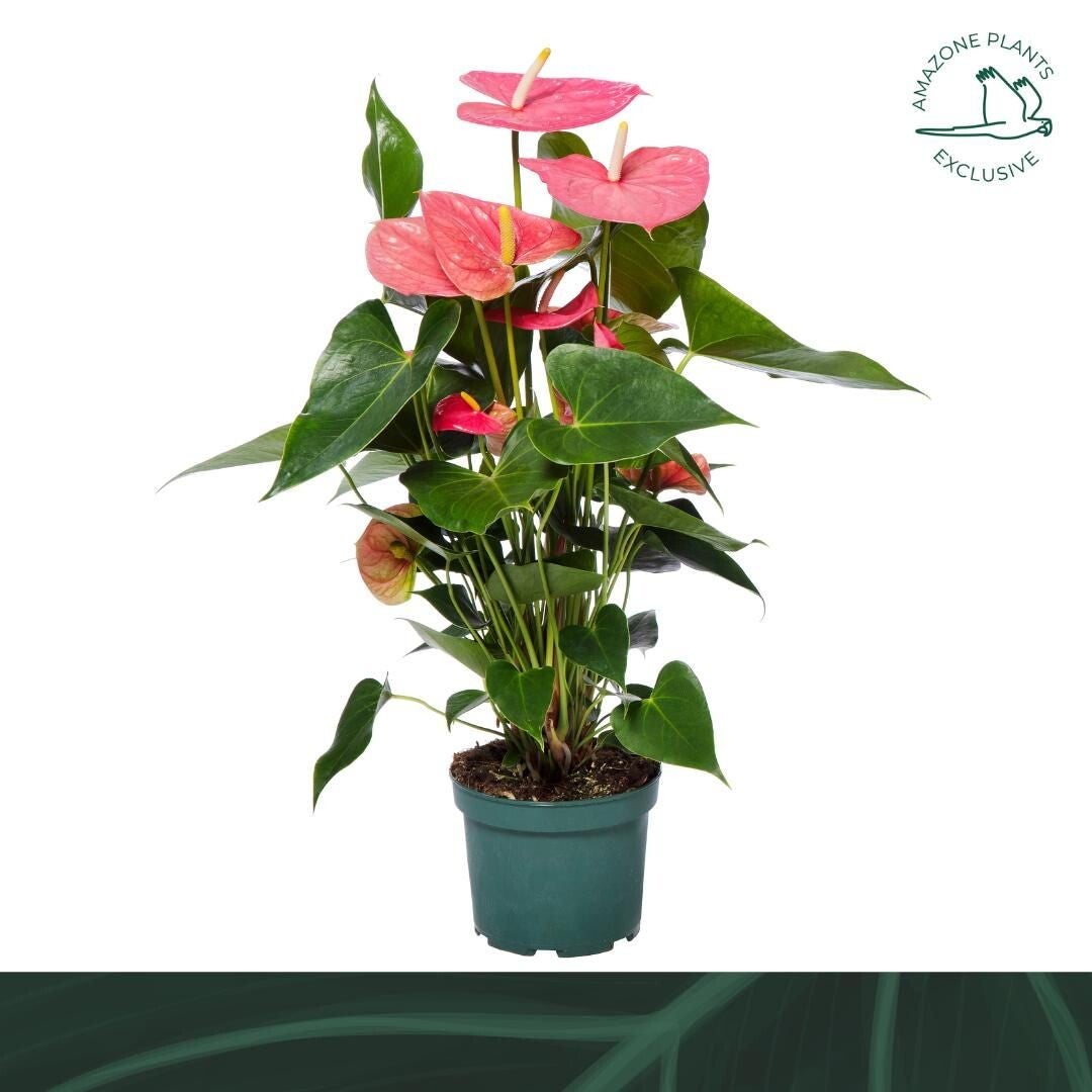 Anthurium Colorado ø17