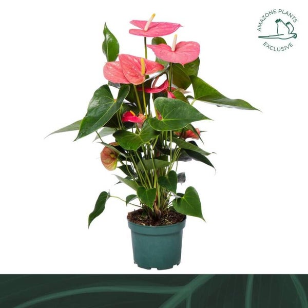 Anthurium Colorado ø17