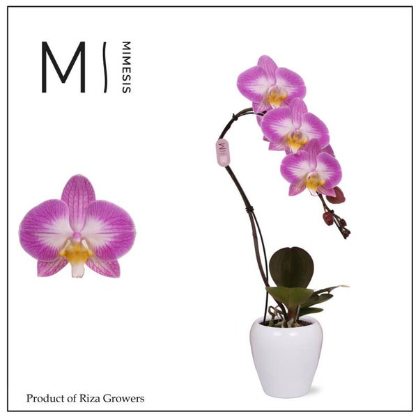 Phalaenopsis Swan special.  Box x6