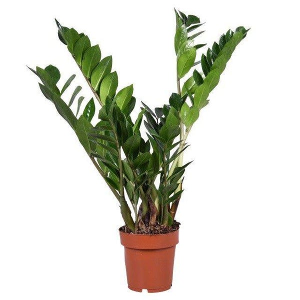 Zamiolculcas ø18