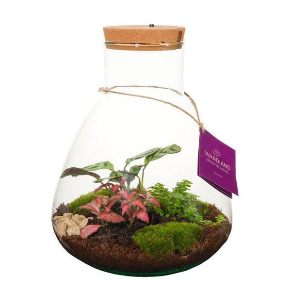 Terrarium Erlenmejer con ricaricabile