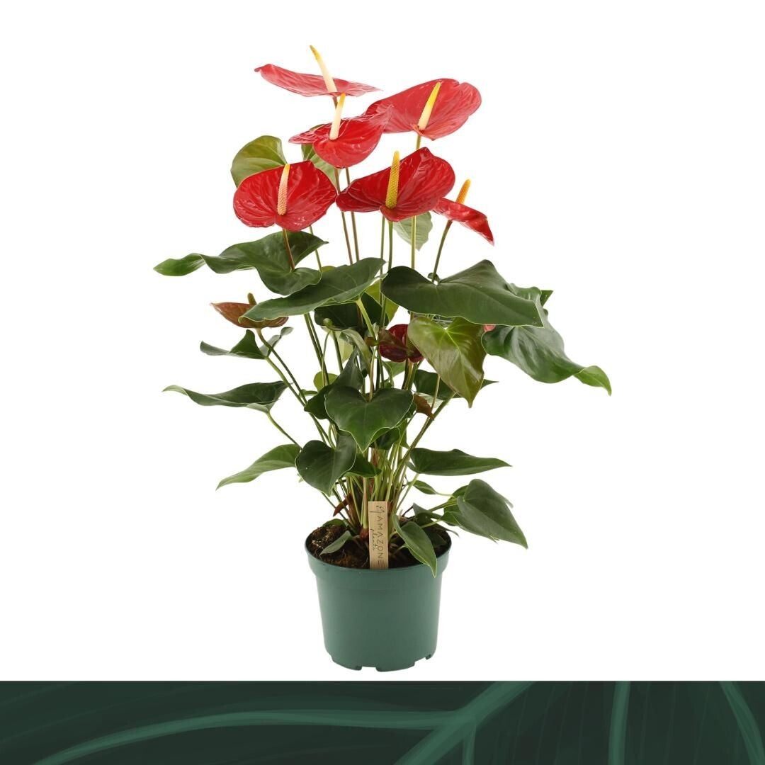 Anthurium Idaho ø17