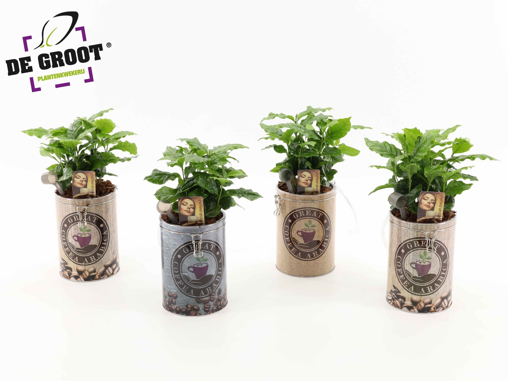 Coffea in can.  Box x4