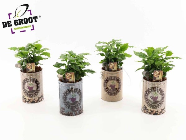 Coffea in can.  Box x4