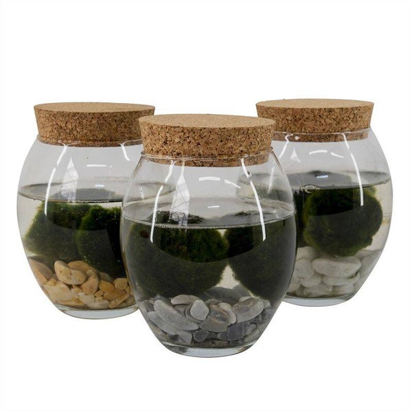 Marimo ø12.  Box x6