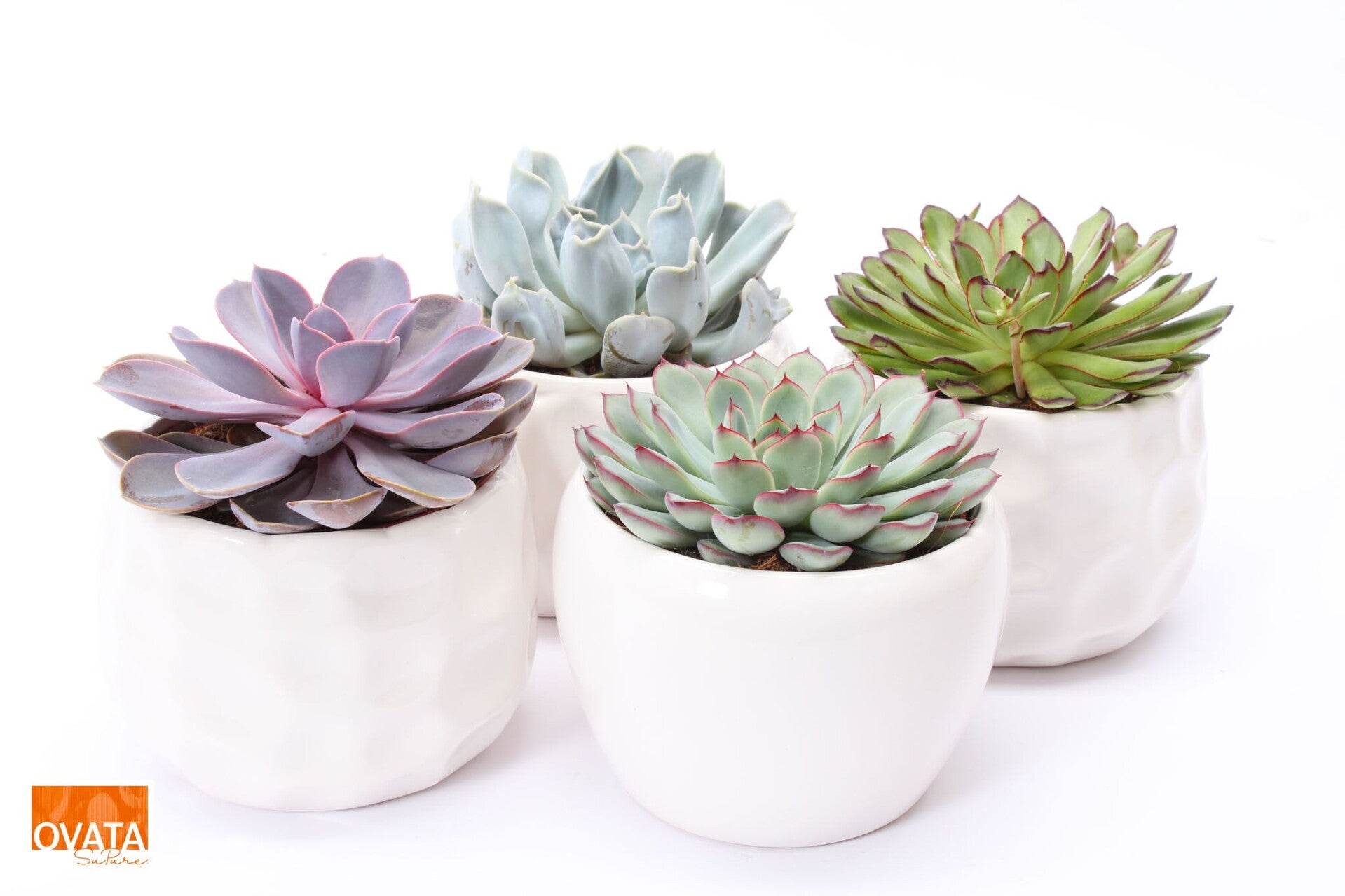 Echeveria ovata. Box x4