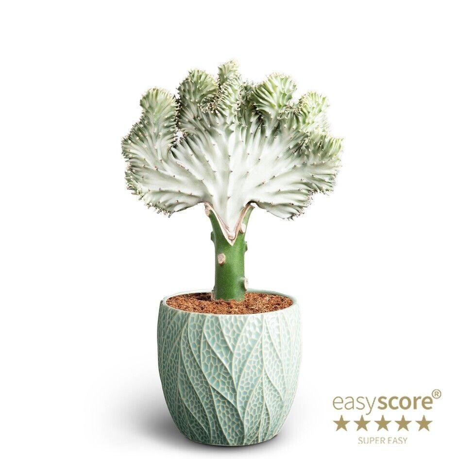 Euphorbia Lactea Ocean ø13. Box x6