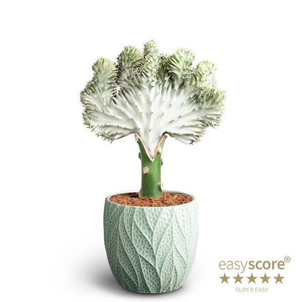 Euphorbia Lactea Ocean ø12.  Box x6