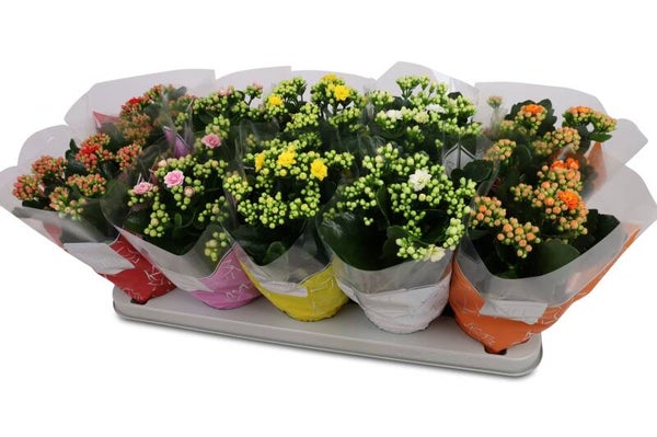 Calandiva perfecta mix ø12.  Box x10