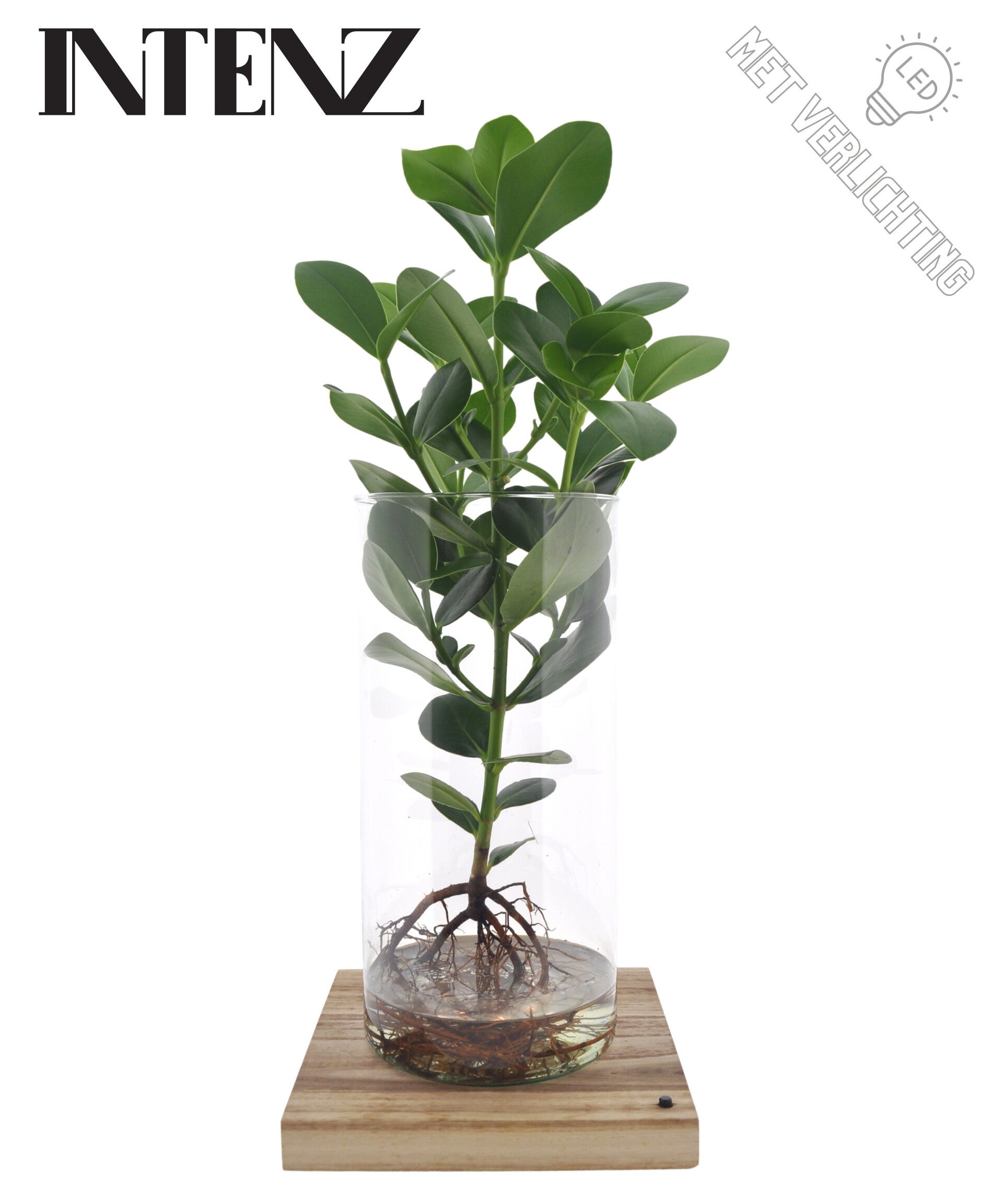 Clusia in cilindro + Led ø17