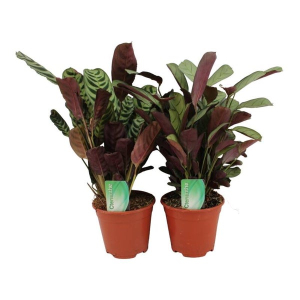 Ctenanthe mix ø14.  Box x6