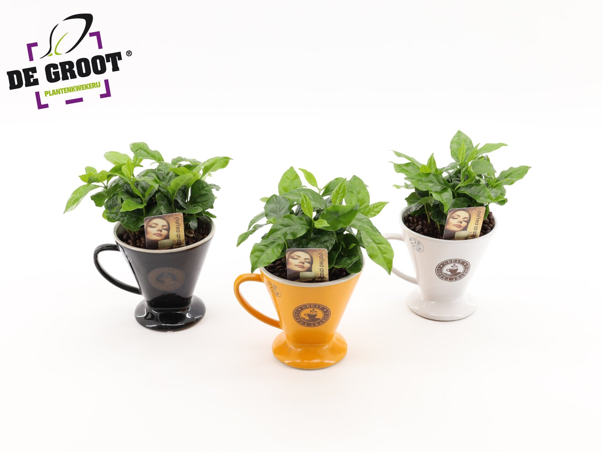 Coffea in filter ø12.  Box x5