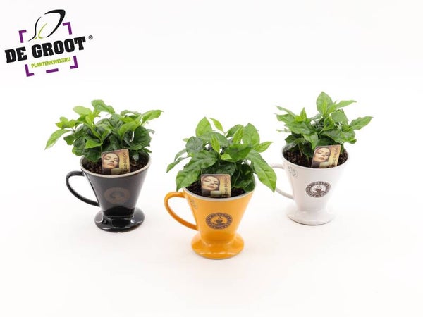 Coffea in filter ø12.  Box x5