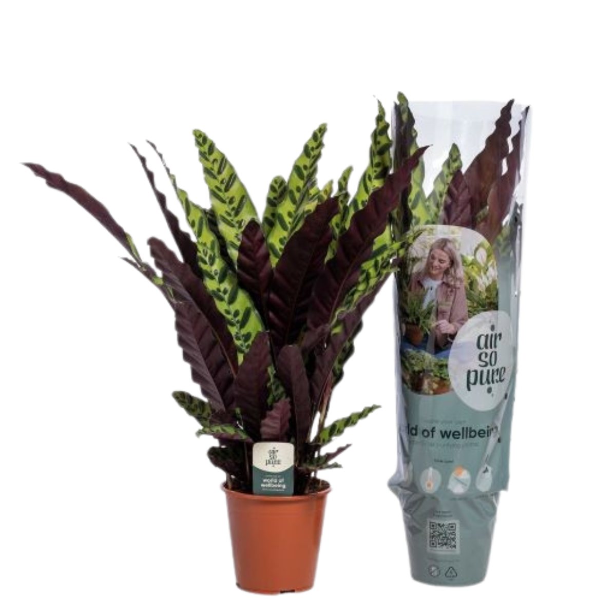 Calathea Insigne ø19