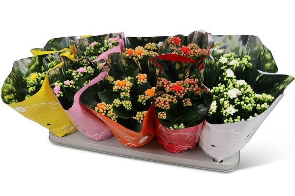 Calandiva mix ø12.  Box x10