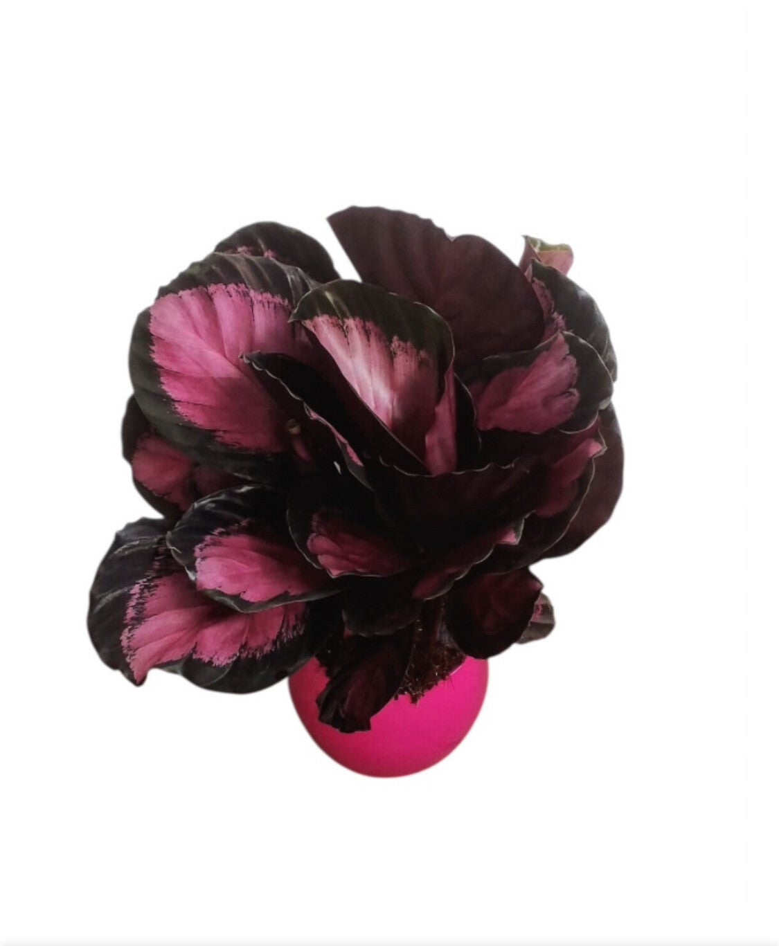 Calathea Crimson ceramica.  Box x3