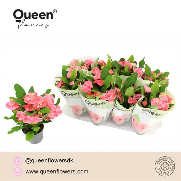 Euphorbia Charlotte ø13.  Box x8