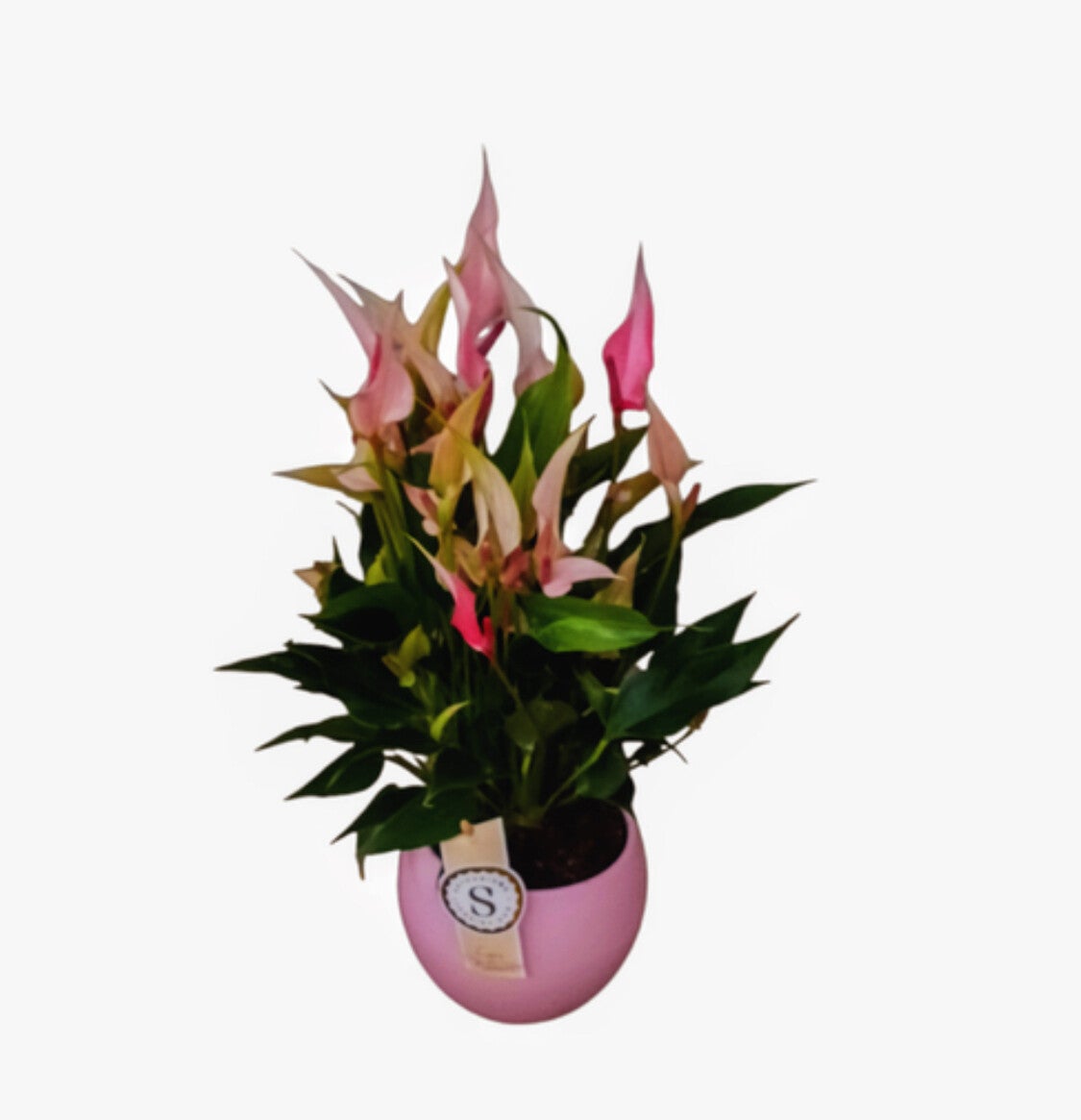 Anthurium Lillì ceramica.  Box x3