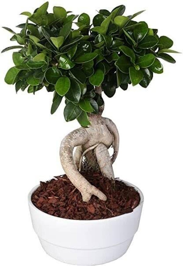 Ginseng Novara