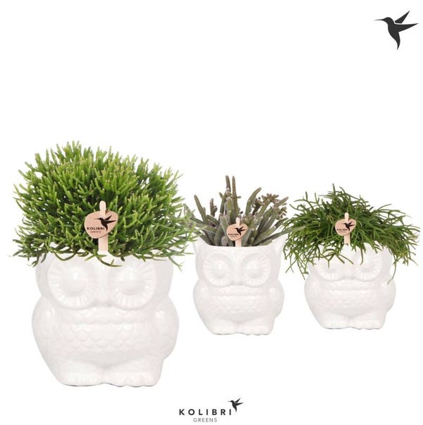 Rhipsalis Owl white.  Box per 6