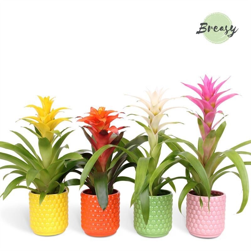 Guzmania Happy.  Box x5
