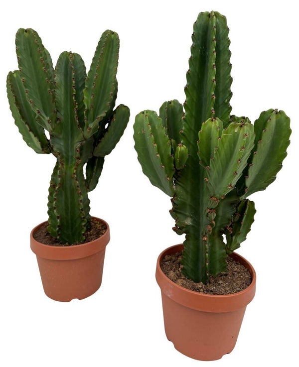 Euphorbia Ingens ramificata ø27 h90