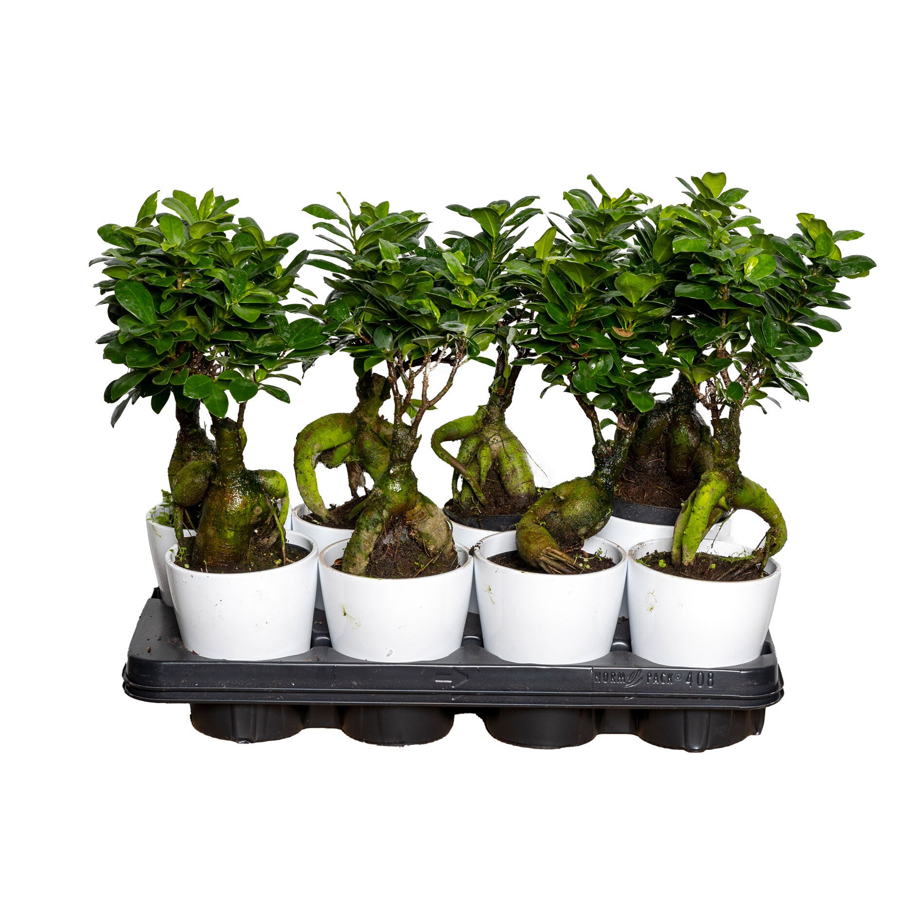 Ginseng ø13 ceramica.  Box x8