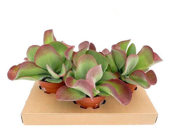 Kalanchoe Thyrsiflora ø17.  Box x3