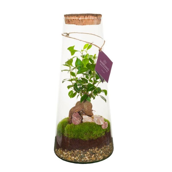 Terrarium Triton Large ø19