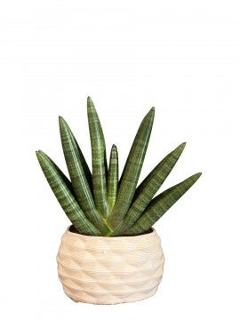 Sanseviera Boncel pearl ceramica ø23