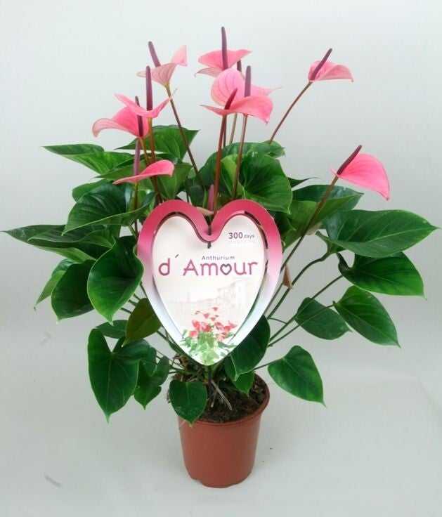 Anthurium Summer Love ø21