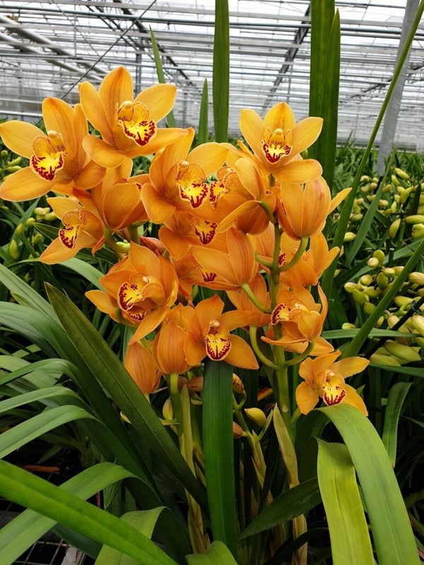 Cymbidium Orange 3/4 spike