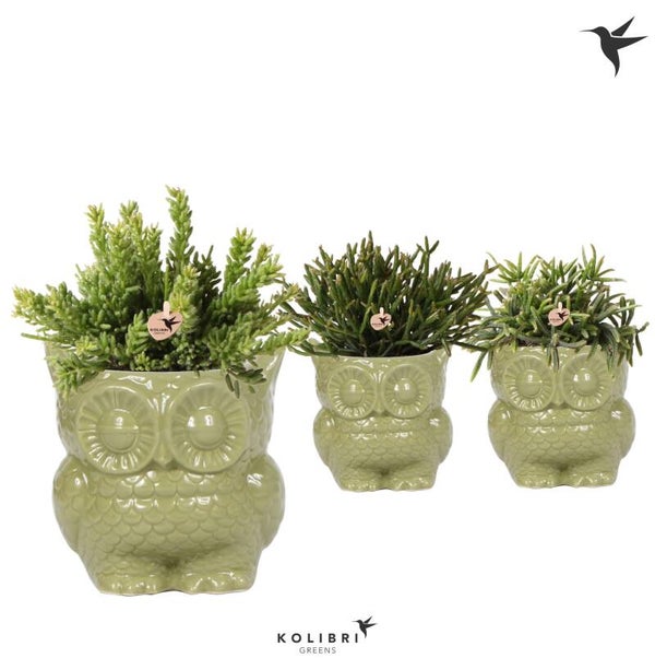 Rhipsalis Owl Green ø9.  Box x6