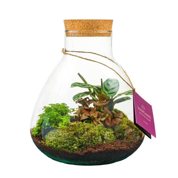 Terrarium Erlenmejer medium