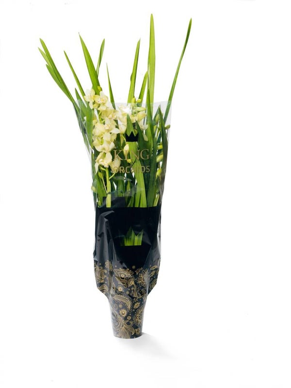 Cymbidium Paddy 3/4 spike