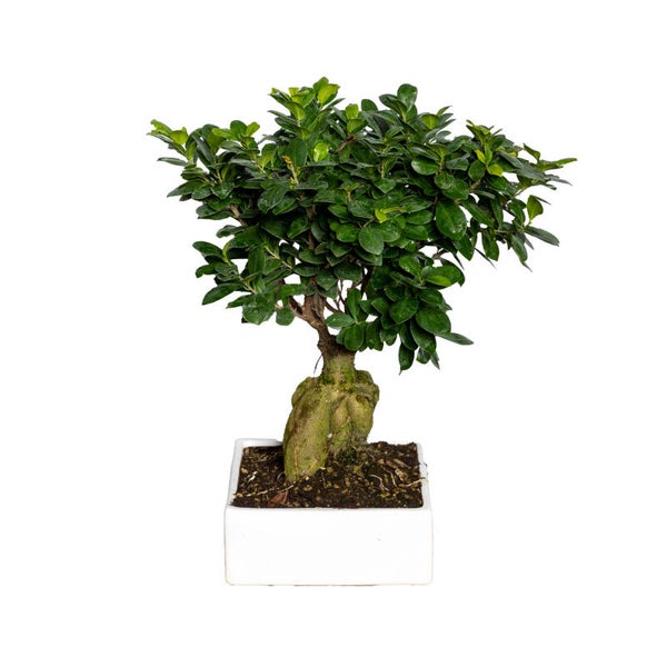 Ginseng ceramica quadrato ø27