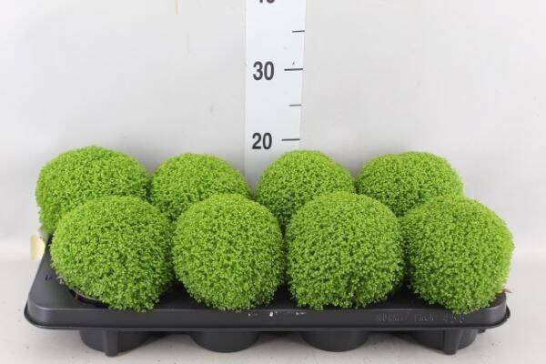 Selaginella Apoda ø13. Box x8