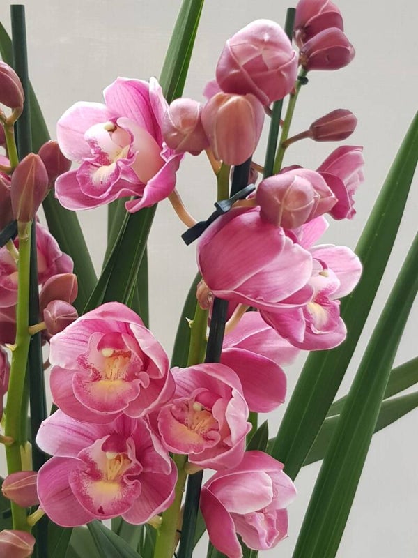 Cymbidium Abigale 3/4 spike