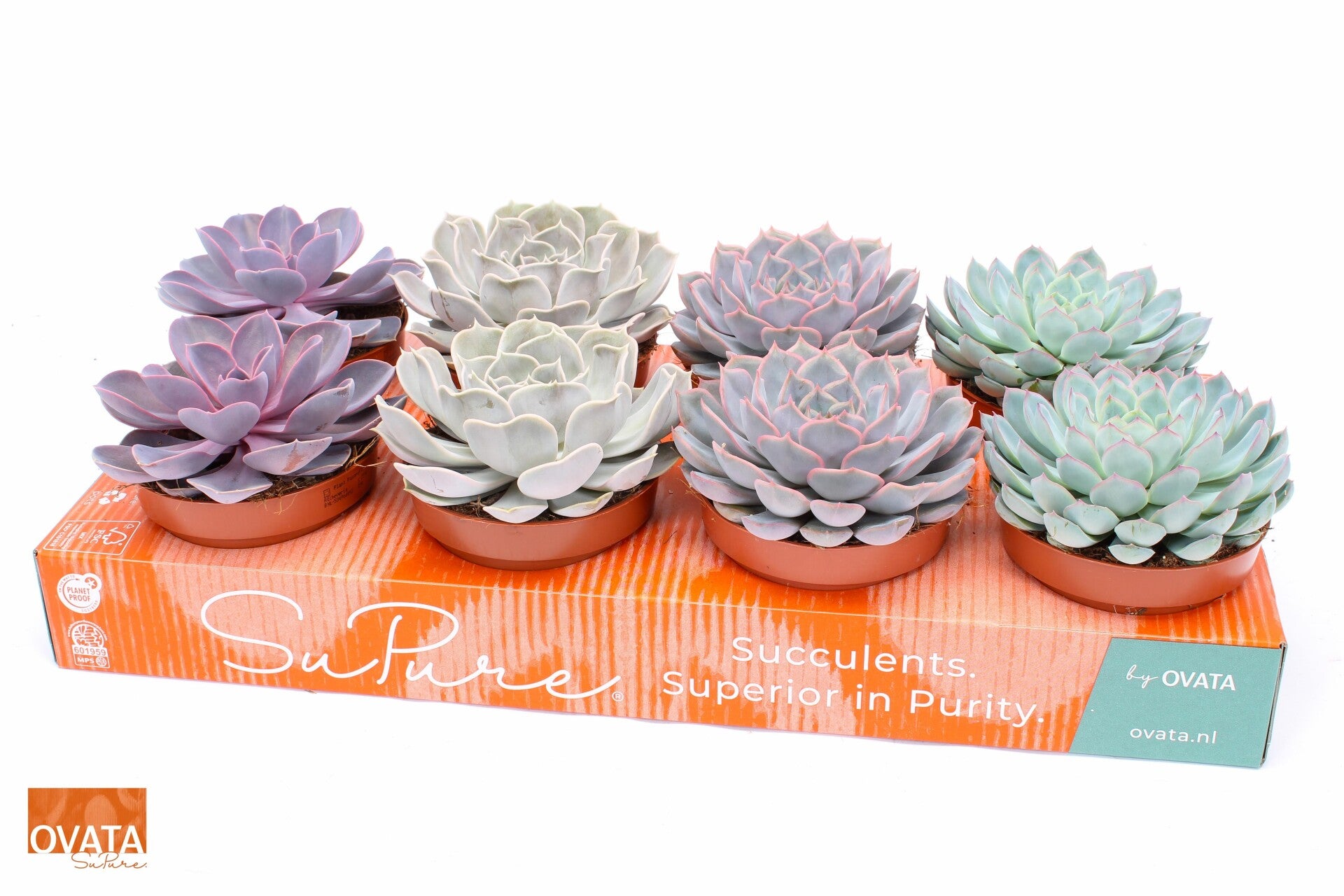 Echeveria mix ø13.  Box x8