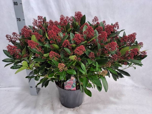 Skimmia Rubella ø30 (60+ blumen)