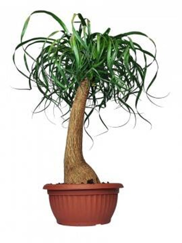 Beaucarnea tubo ct24 h80