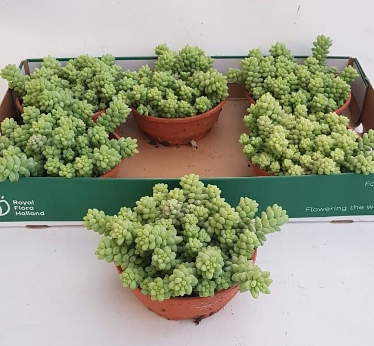 Sedum Burrito ct16.  Box x6
