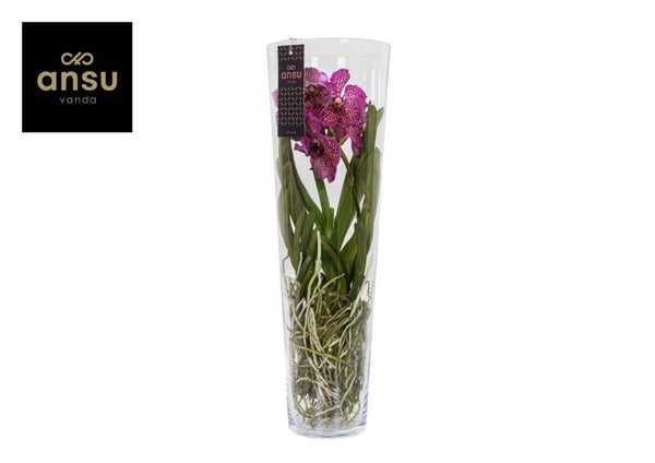 Vanda Lisianne h70