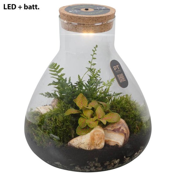 Terrarium PT ø26.  Box x2