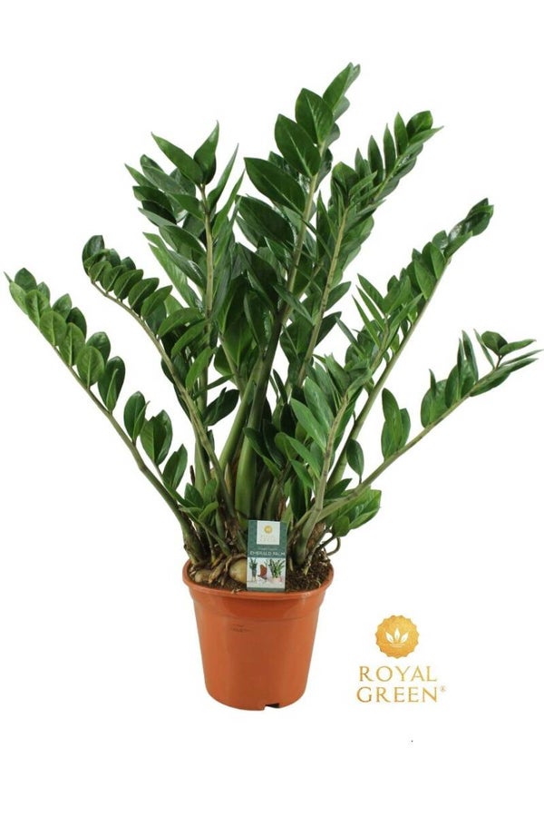 Zamiolculcas ø21