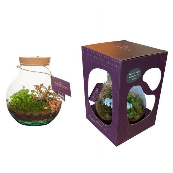 Terrarium Venus Led ø20